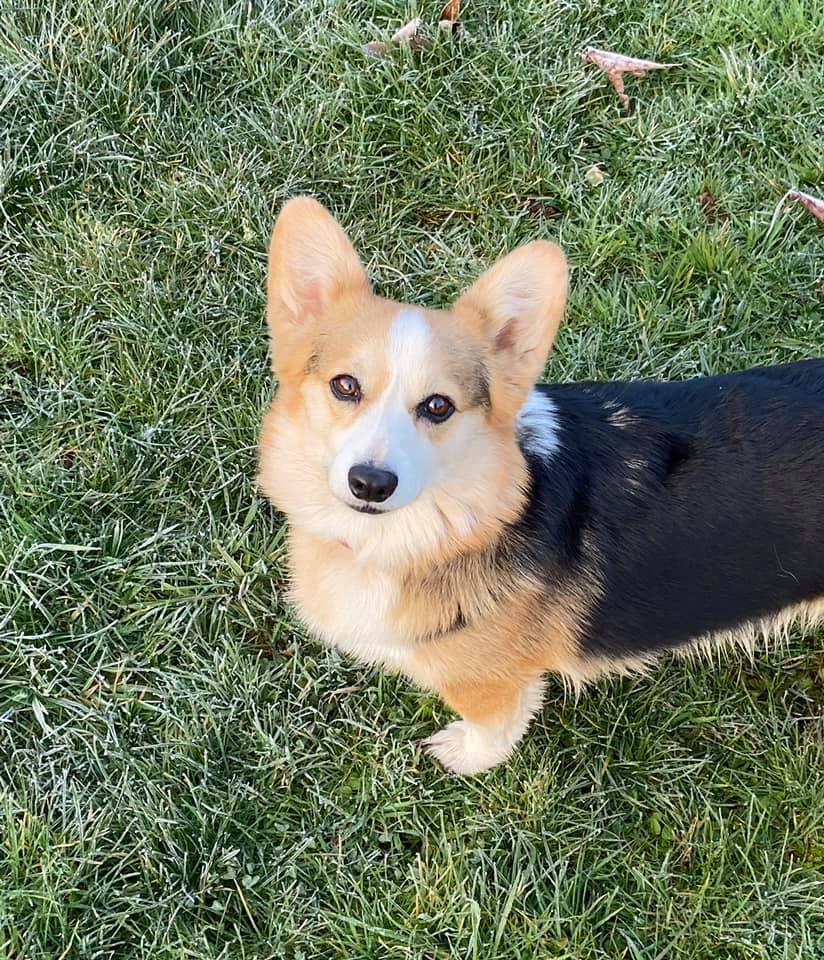 A healthy red Pembroke Welsh Corgi sitting in green grass