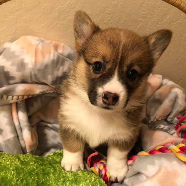 Sable Welsh Corgi puppy