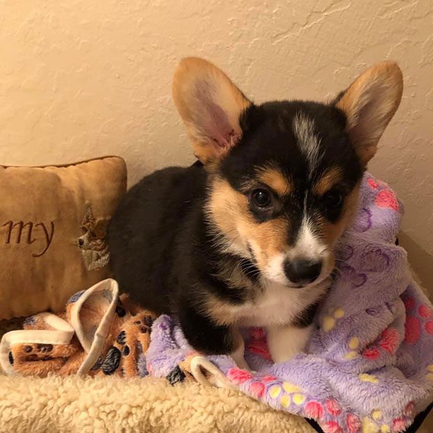 Tricolor Corgi puppy