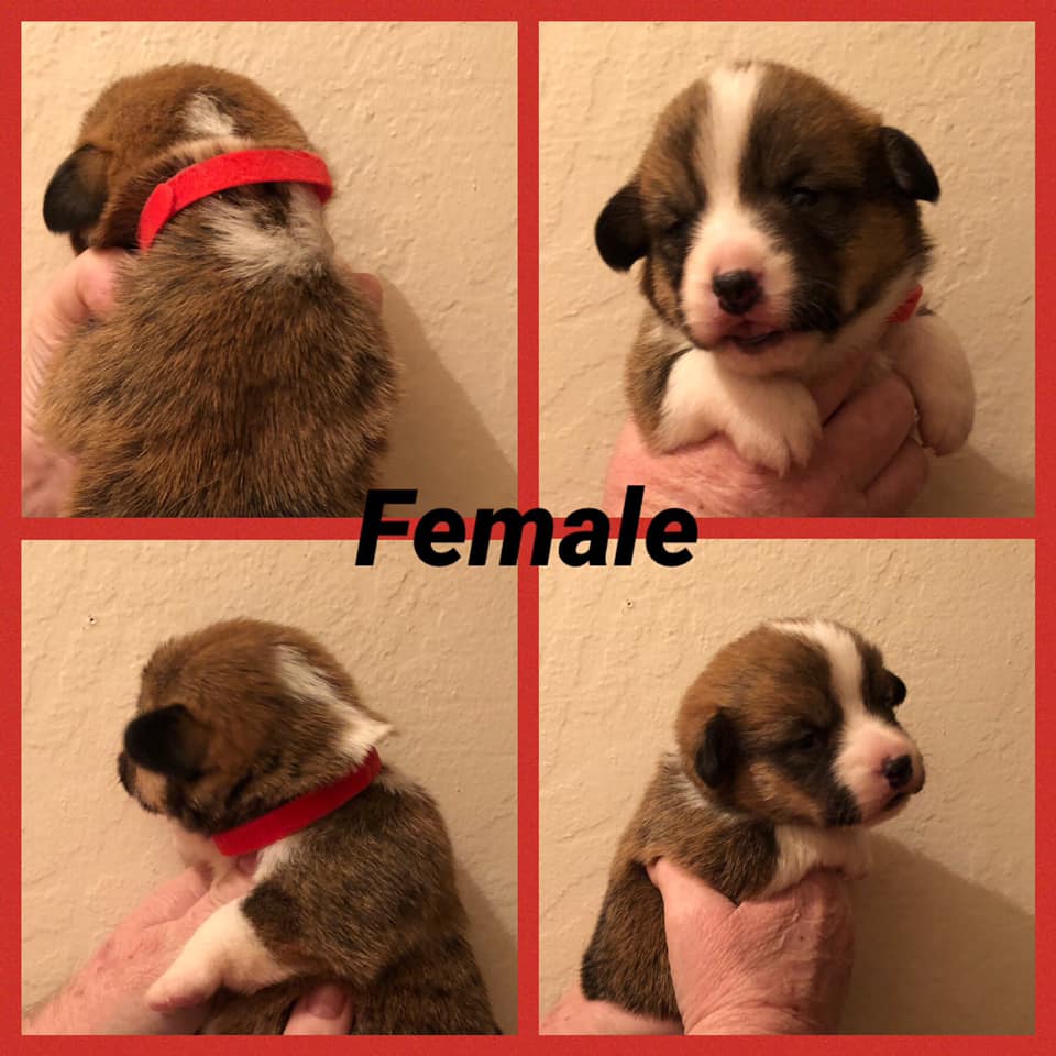 A litter of Welsh Corgi puppies