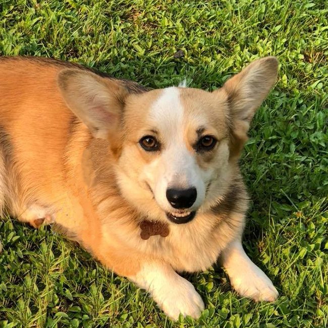 Ruby, a Welsh Corgi parent dog