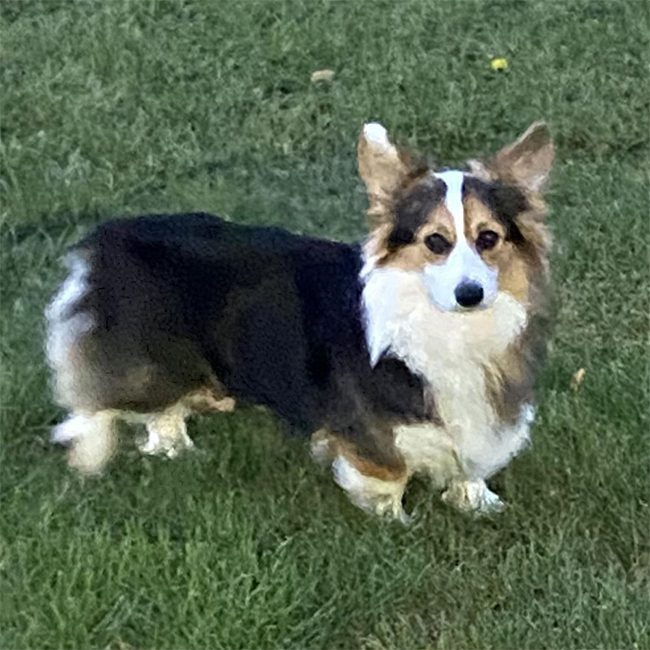 Sister, a Welsh Corgi parent dog